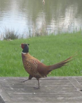 Fasan auf einem Tisch stolzierend