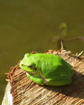 Laubfrosch auf einem Baumstumpf