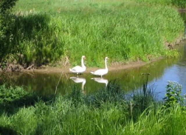 Gut Rodenberg - Zwei Schwäne auf der Stepenitz