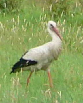 Storch auf einer Wiese
